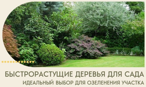 Быстрорастущие деревья для сада идеальный выбор в Колпине