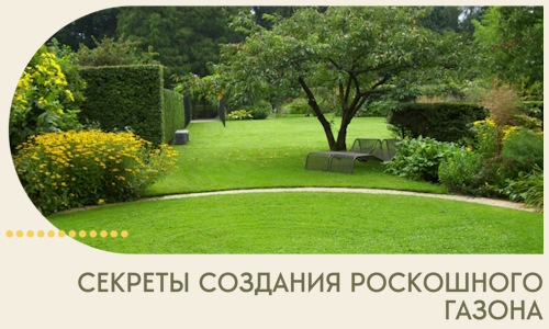 Секреты создания роскошного газона в Колпине